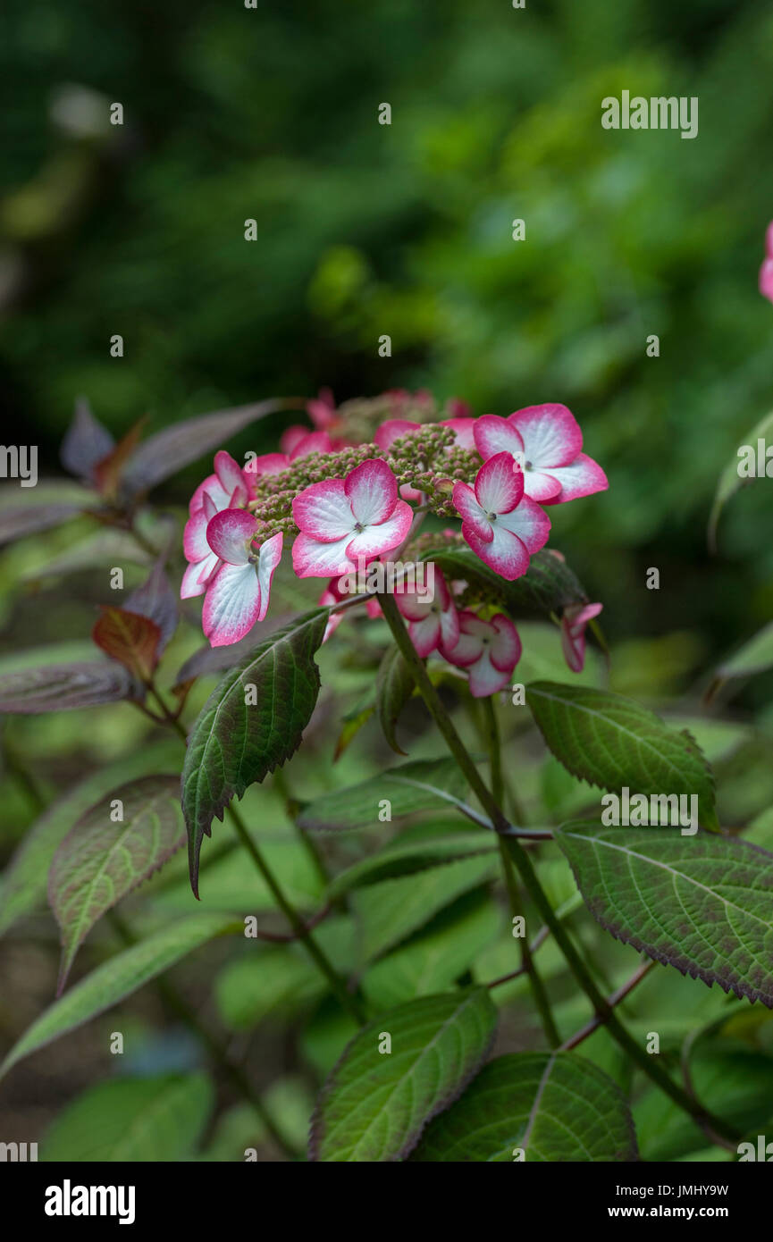 Hydrangea serrata 'Kiyosumi' Stock Photo Alamy