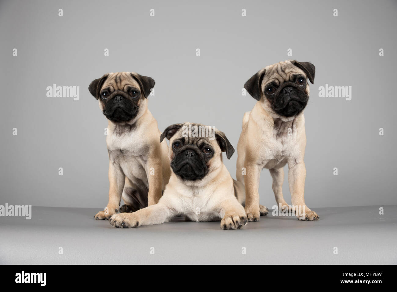 Pug Puppies, UK Stock Photo - Alamy