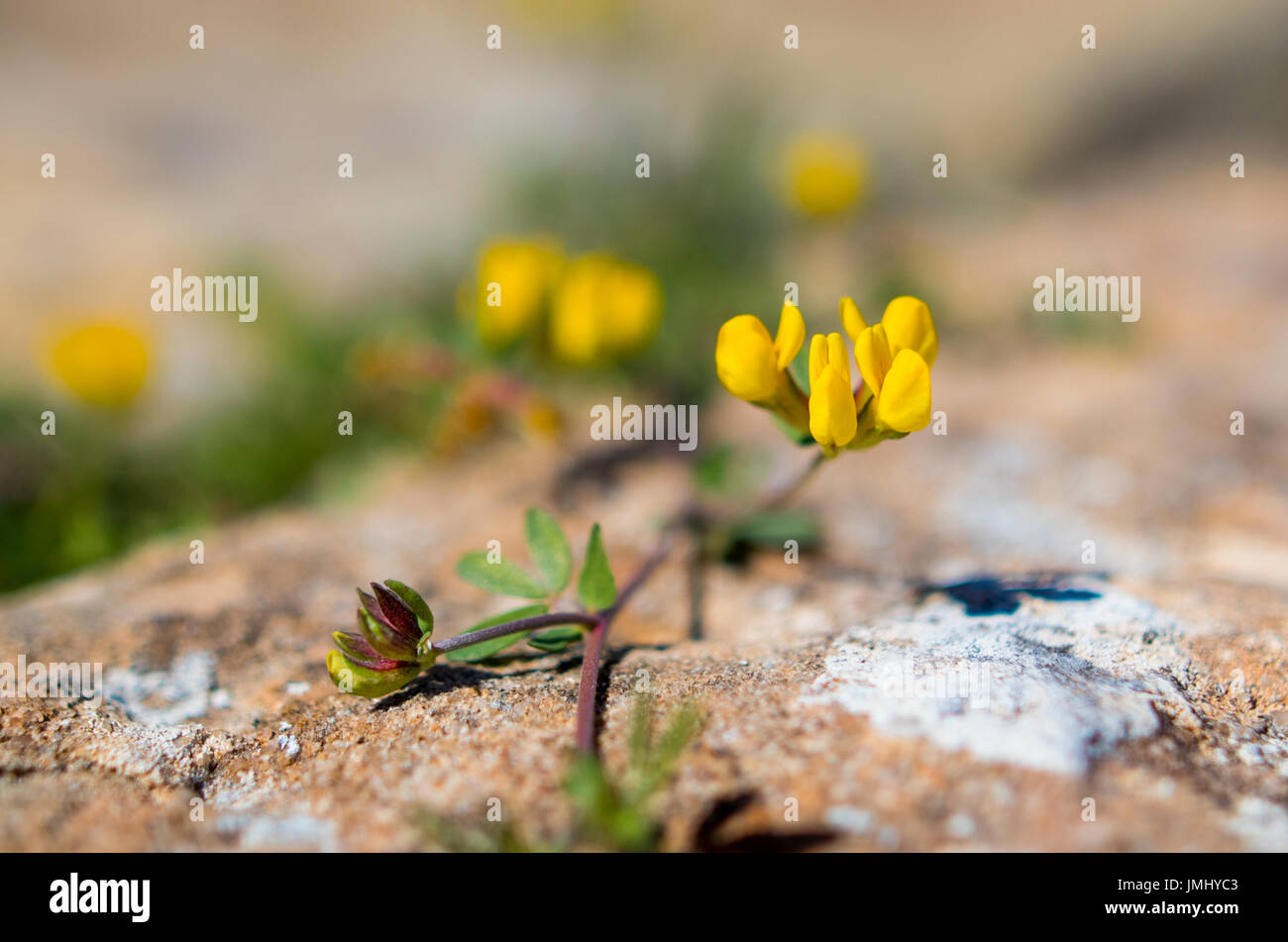 A beautiful flower on the nature Stock Photo - Alamy