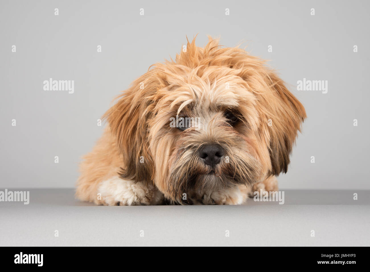 Lhasa Dog High Resolution Stock Photography And Images Alamy