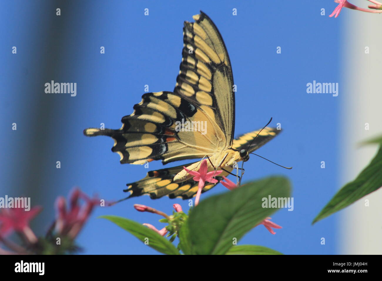 Summer flying insects hi-res stock photography and images - Alamy