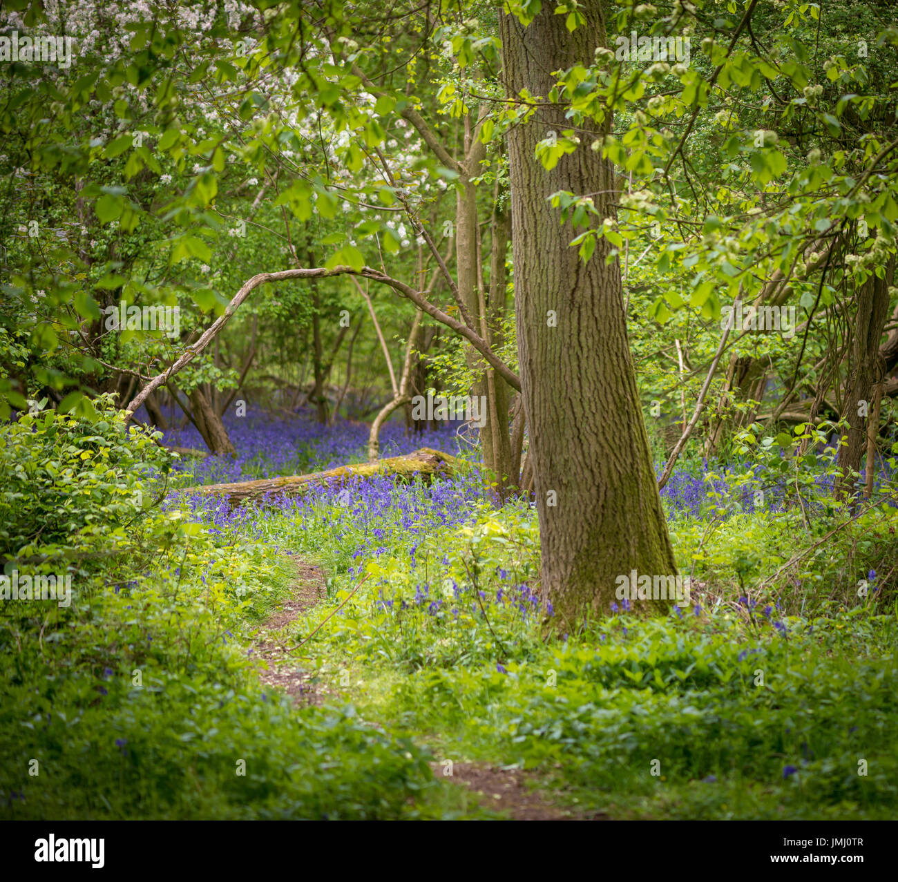 Wild bluebell flowers cover the forest floor during springtime in Math Wood, near Bourne, Lincolnshire, UK Stock Photo
