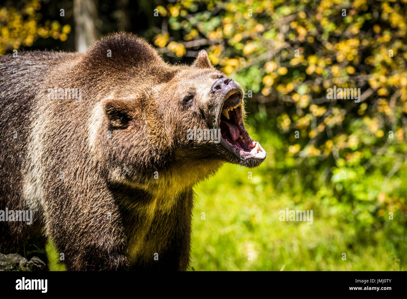 Grizzly Bear Ursus Arctos Brown Bear Predator Claws Bears Cubs Montana