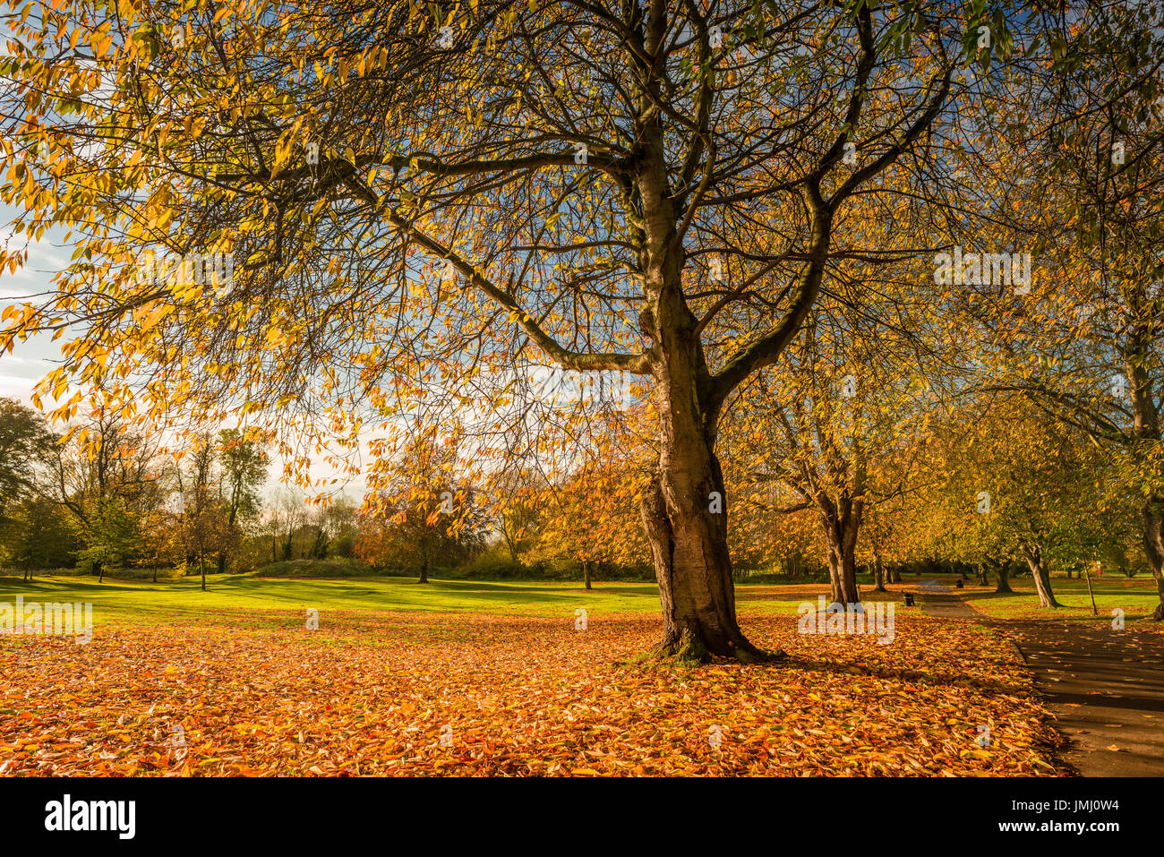 Natural golden shades and colours from the autumn trees dominate the ...