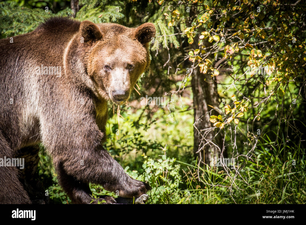 Grizzly Bear Ursus Arctos Brown Bear Predator Claws Bears Cubs Montana ...