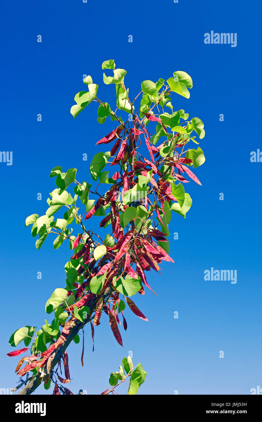 Judas Tree, twig with fruits, Provence, Southern France / (Cercis siliquastrum) | Judasbaum, Provence, Suedfrankreich / (Cercis siliquastrum) Stock Photo