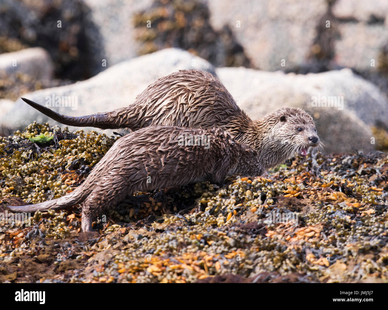 Female Eurasian otter (Lutra lutra) & her well grown cub, Shetland, UK Stock Photo