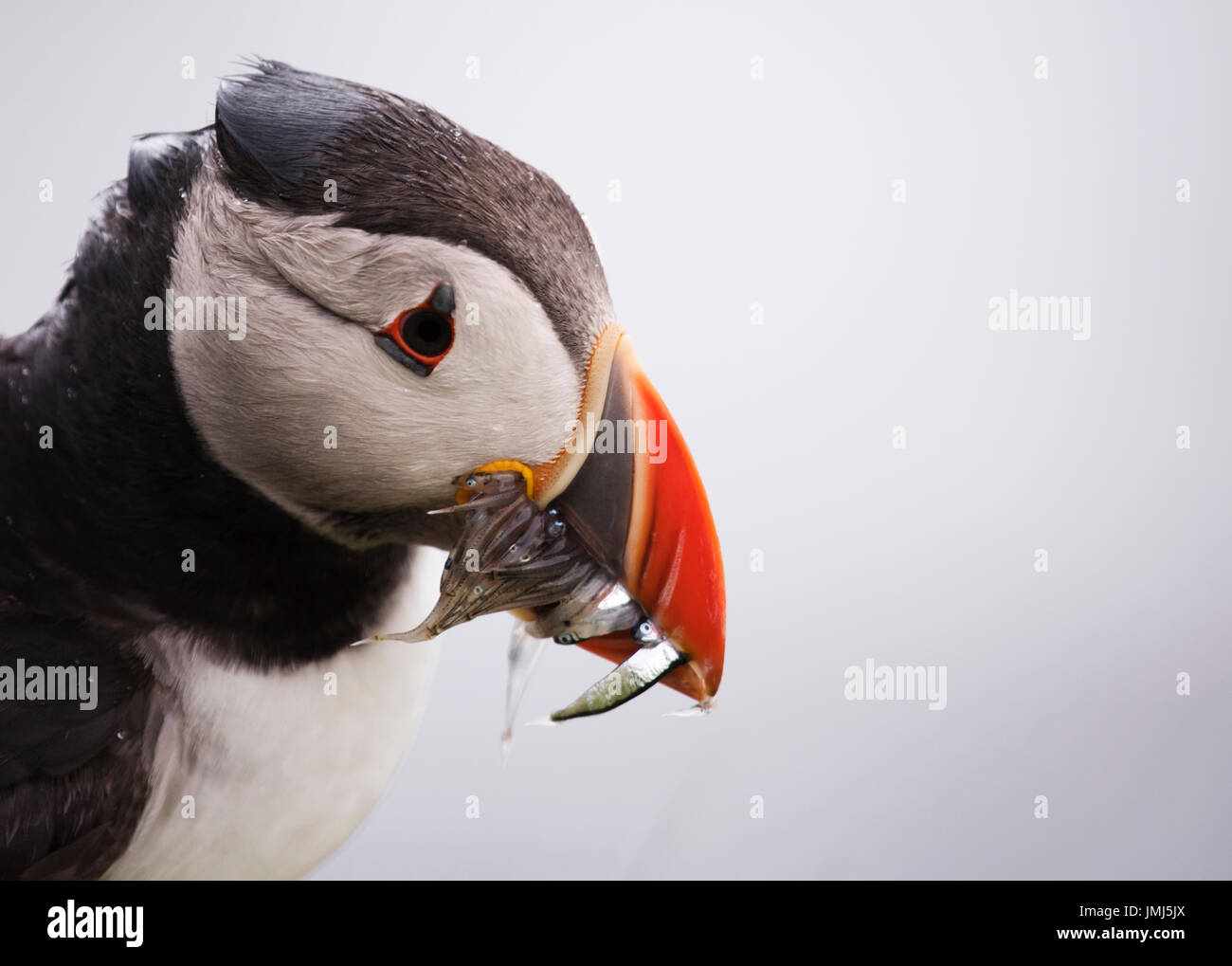 Close up of a rain soaked Puffin (Fratercula arctica) with bill full of sandeels, Shetland, UK Stock Photo