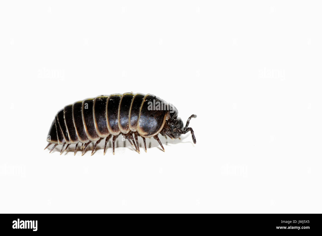 Pill Millipedes / (Glomeris marginata) | Saftkugler / (Glomeris marginata) Stock Photo