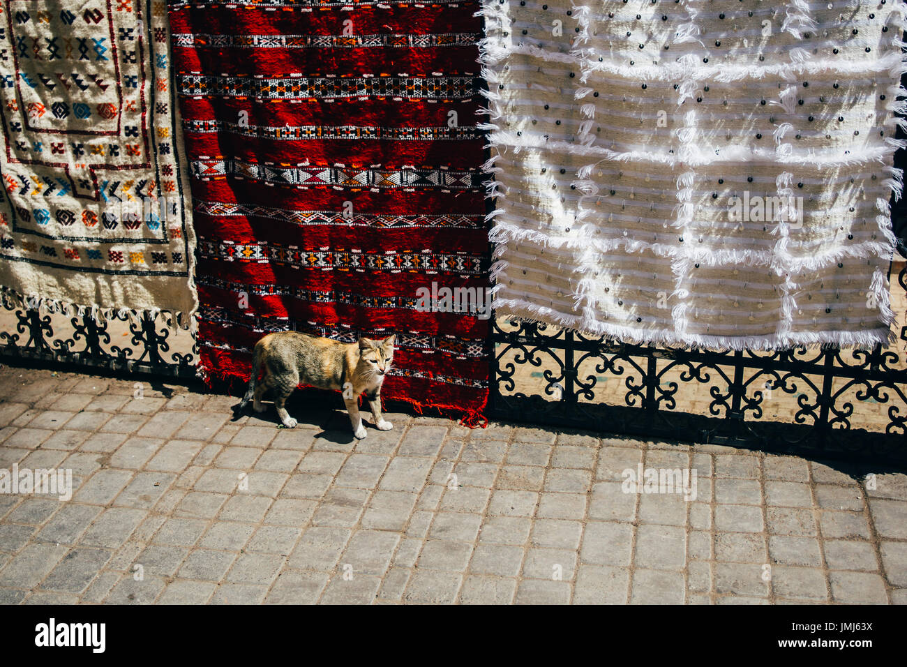 Cat standing in the streets of Marrakech, Morocco, in front of traditional rugs or tapestries. Stock Photo
