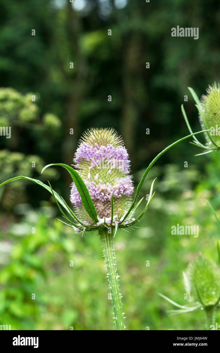 Wild teasel (Dipsacus fullonum), flower head Stock Photo