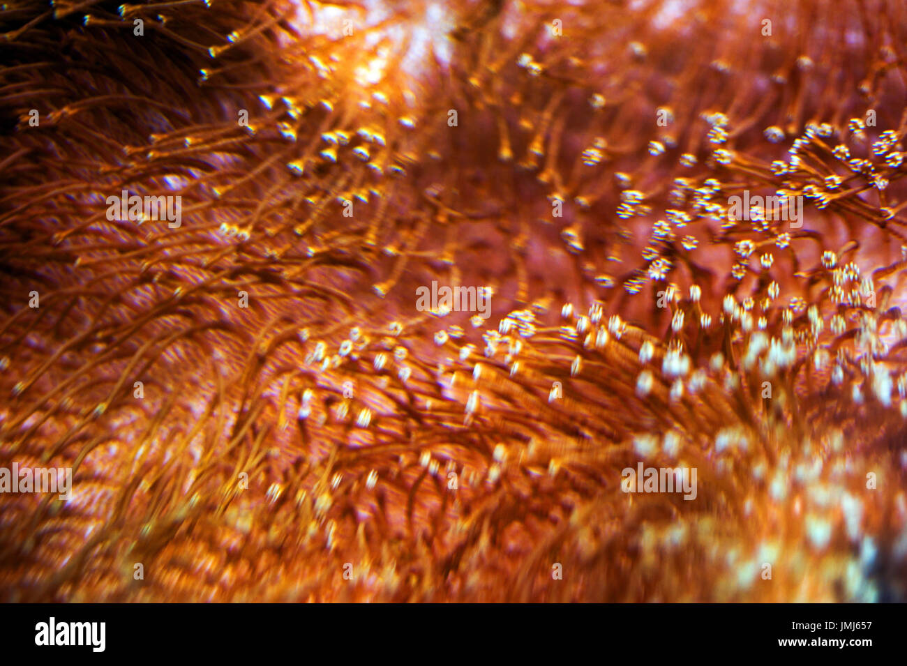 Close up of pink Coral underwater Stock Photo