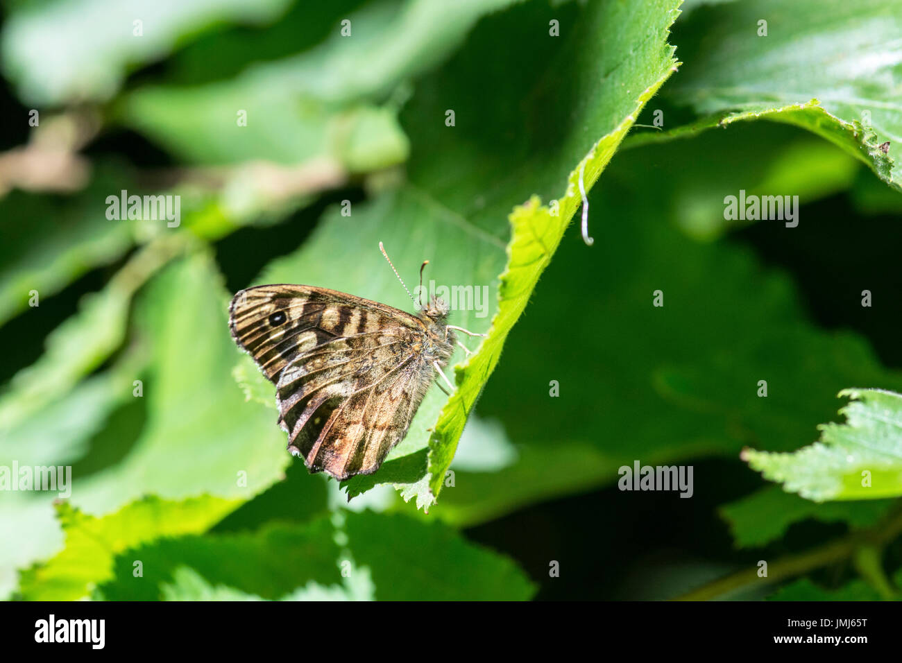 Speckled wood (Pararge aegeria) butterfly. Underside of imago Stock ...