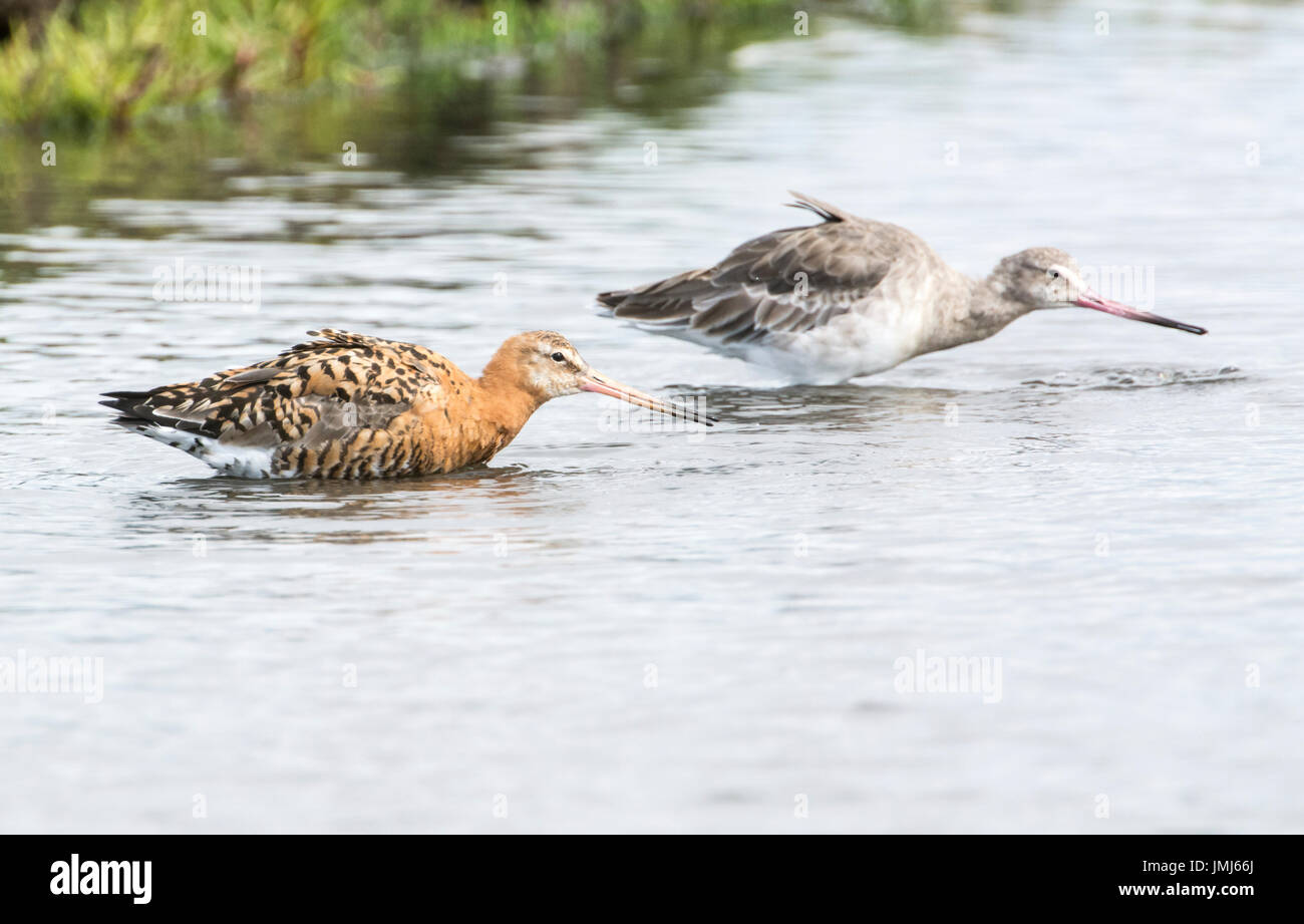 Black-tailed goodwill (Limosa limosa) in breeding plumage, late summer, with a bird already in winter plumage behind. Stock Photo