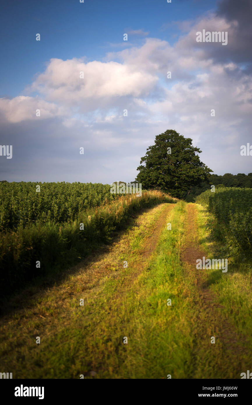 Bean field, Northumberland Stock Photo Alamy