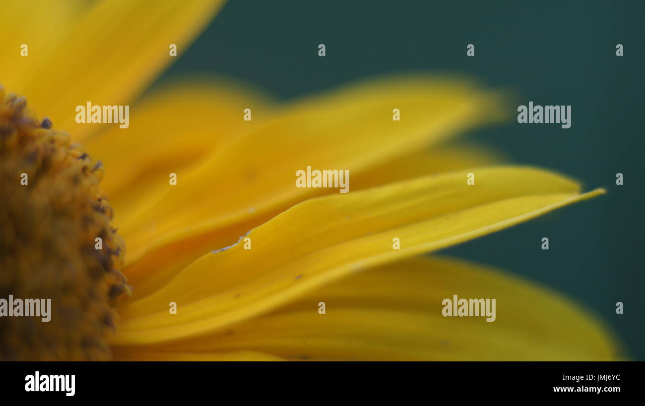 daisy flower isolated on Yellow background Stock Photo - Alamy