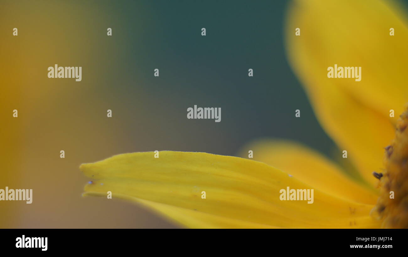 daisy flower isolated on Yellow background Stock Photo - Alamy