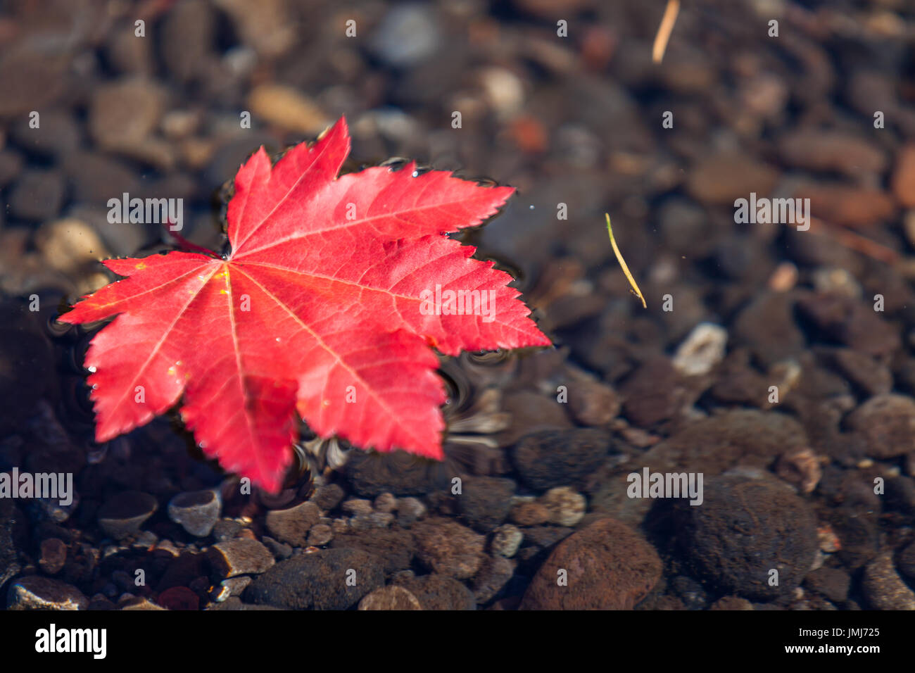 A single red maple leaf floating in a shallow stream of mountain water with small pebbles underneath. Stock Photo