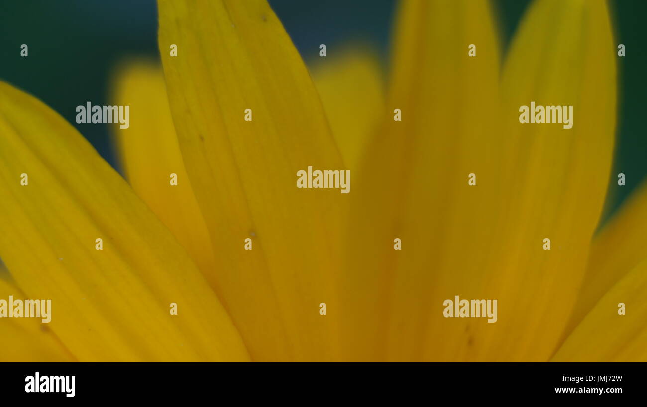 daisy flower isolated on Yellow background Stock Photo - Alamy