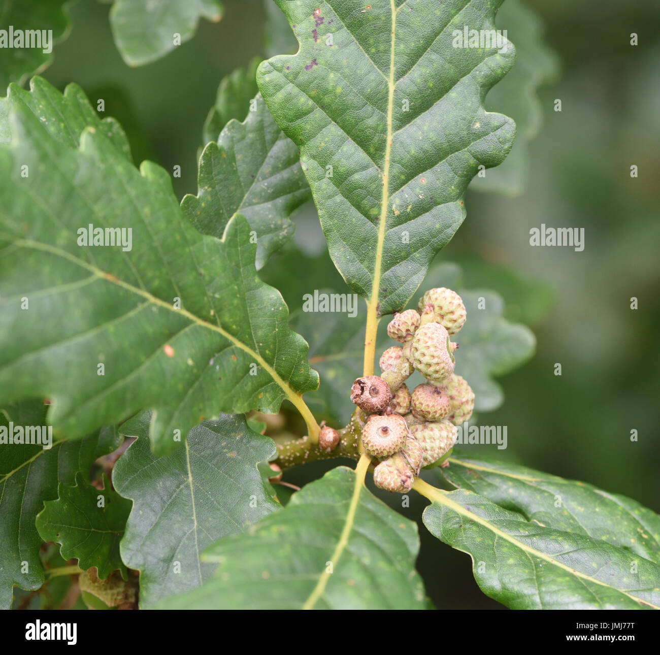 Newly formed immature acorns on a   Pedunculate or Common Oak (Quercus robur).   Bedgebury Forest, Kent, UK. Stock Photo