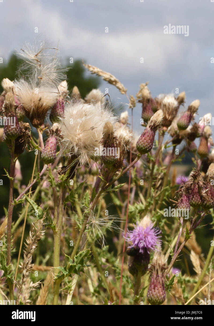 Seed heads of Creeping Thistle (Cirsium arvense) with wind dispersed thistle down. Bedgebury Forest, Kent, UK. Stock Photo