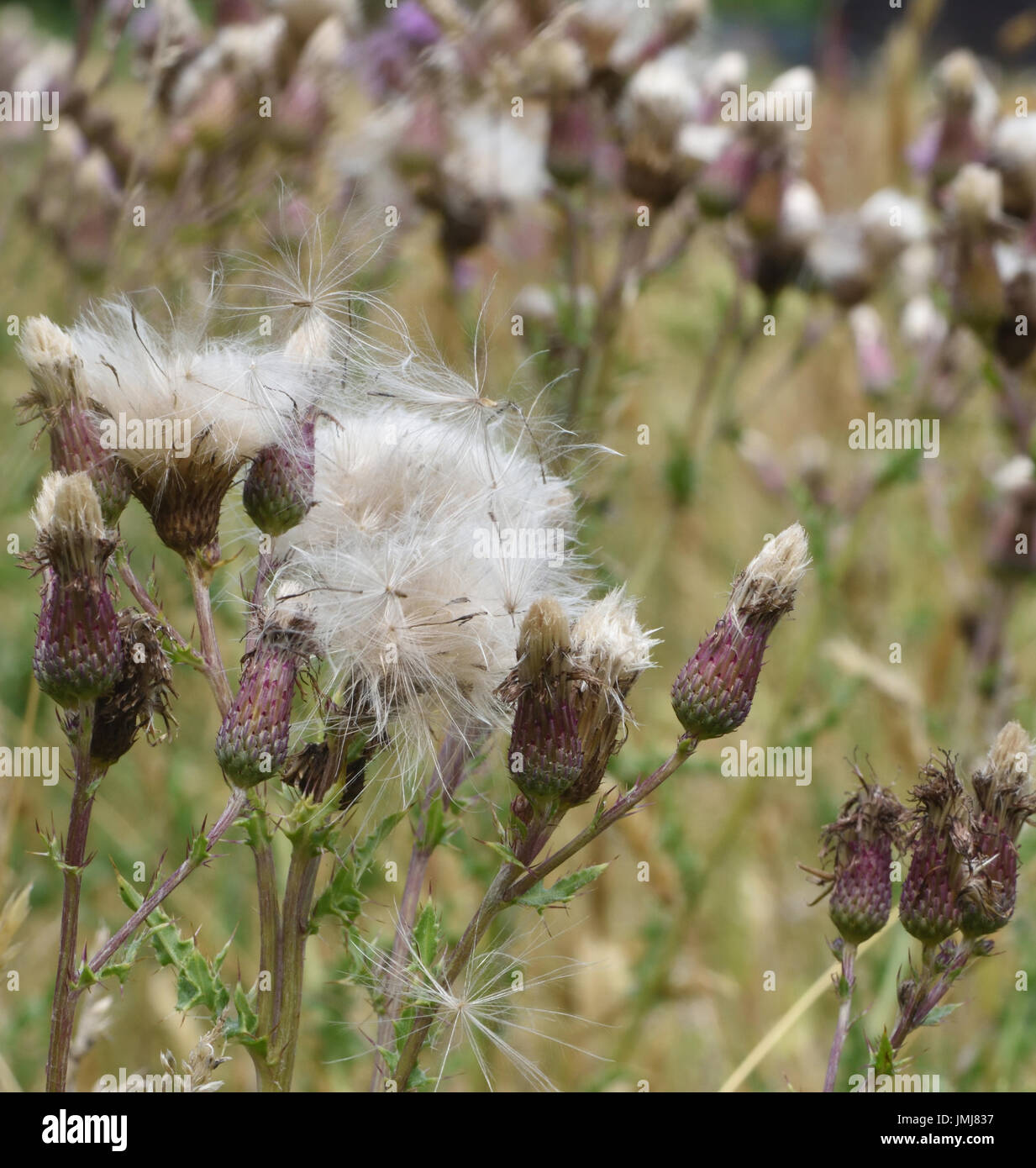 Seed heads of Creeping Thistle (Cirsium arvense) with wind dispersed thistle down. Bedgebury Forest, Kent, UK. Stock Photo