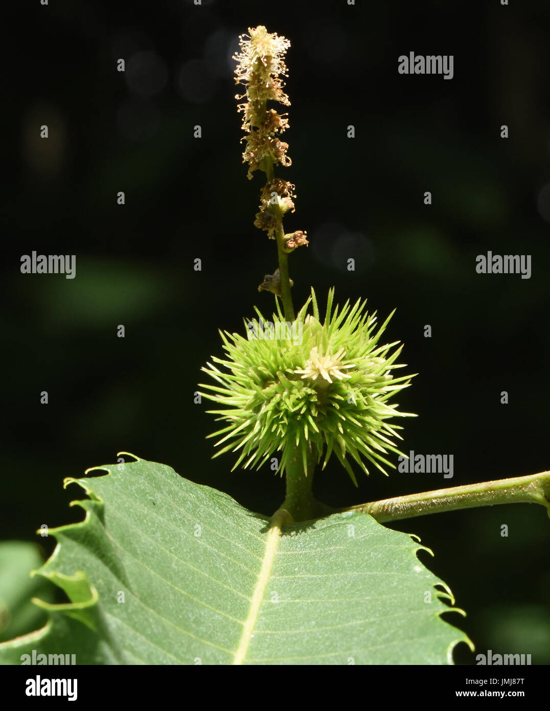 Male and female flowers of Sweet chestnut (Castanea sativa). The male flowers are on the stalk above the pale yellow female flowers, Stock Photo