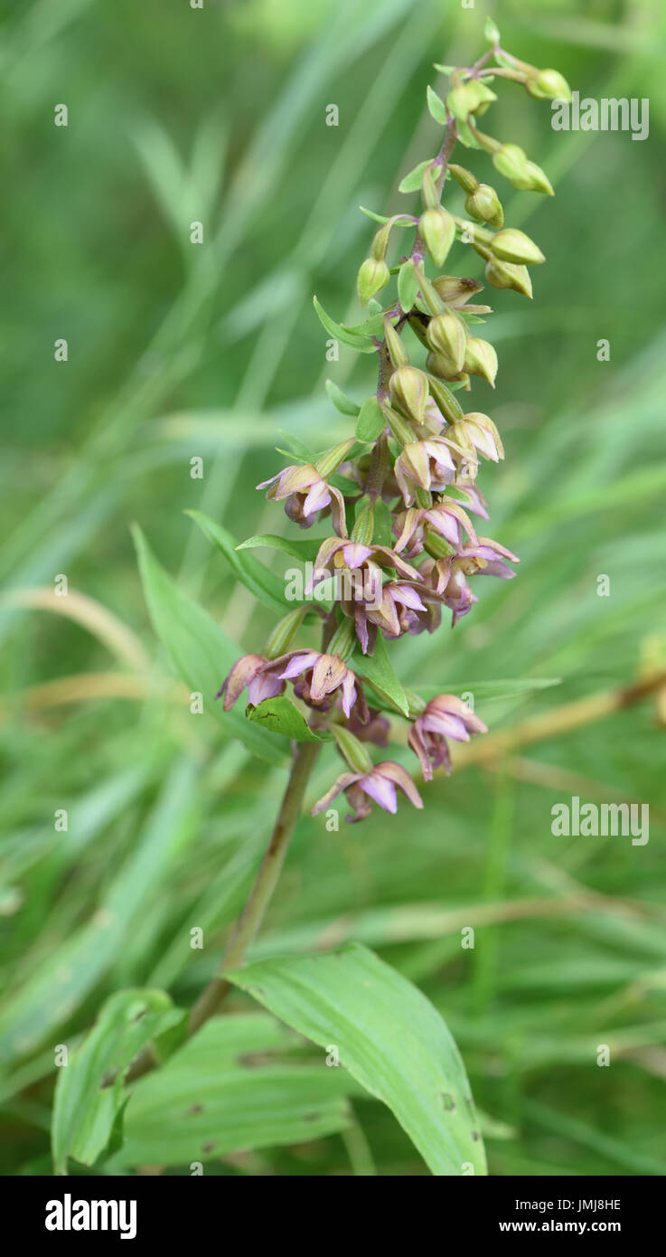 Flowers of Broad-Leaved Helleborine (Epipactis helleborine). Bedgebury Forest, Kent, UK. Stock Photo