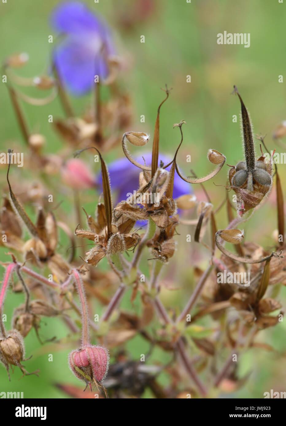 Meadow Crane’s-bill (Geranium pratense) flowers and seed heads illustrating the mechanism  by which seeds are catapulted away from the parent plant Stock Photo
