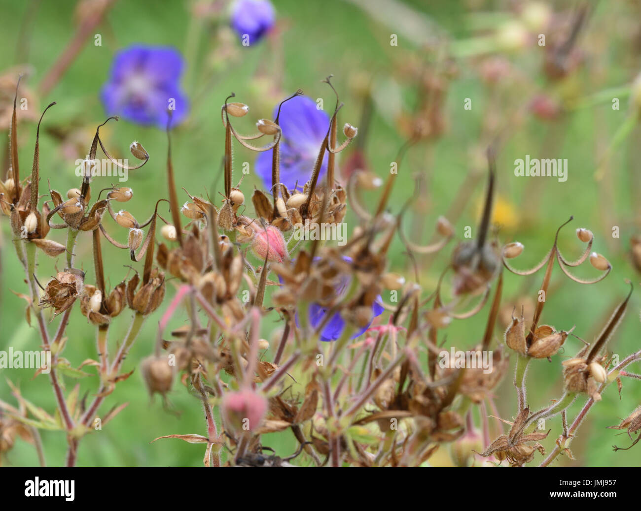 Meadow Crane’s-bill (Geranium pratense) flowers and seed heads illustrating the mechanism  by which seeds are catapulted away from the parent plant Stock Photo