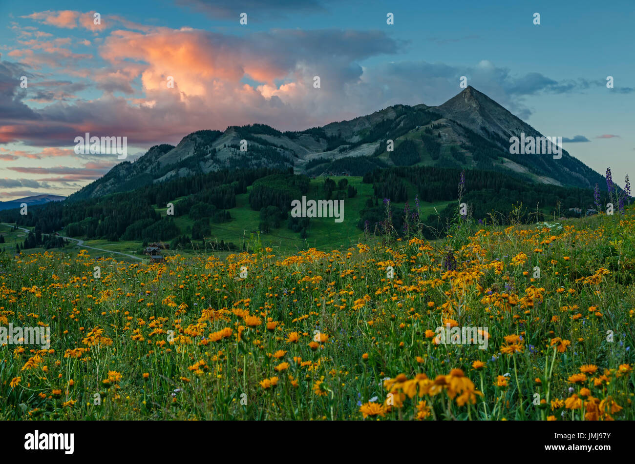 wildflowers-colorado-mountains-hi-res-stock-photography-and-images-alamy