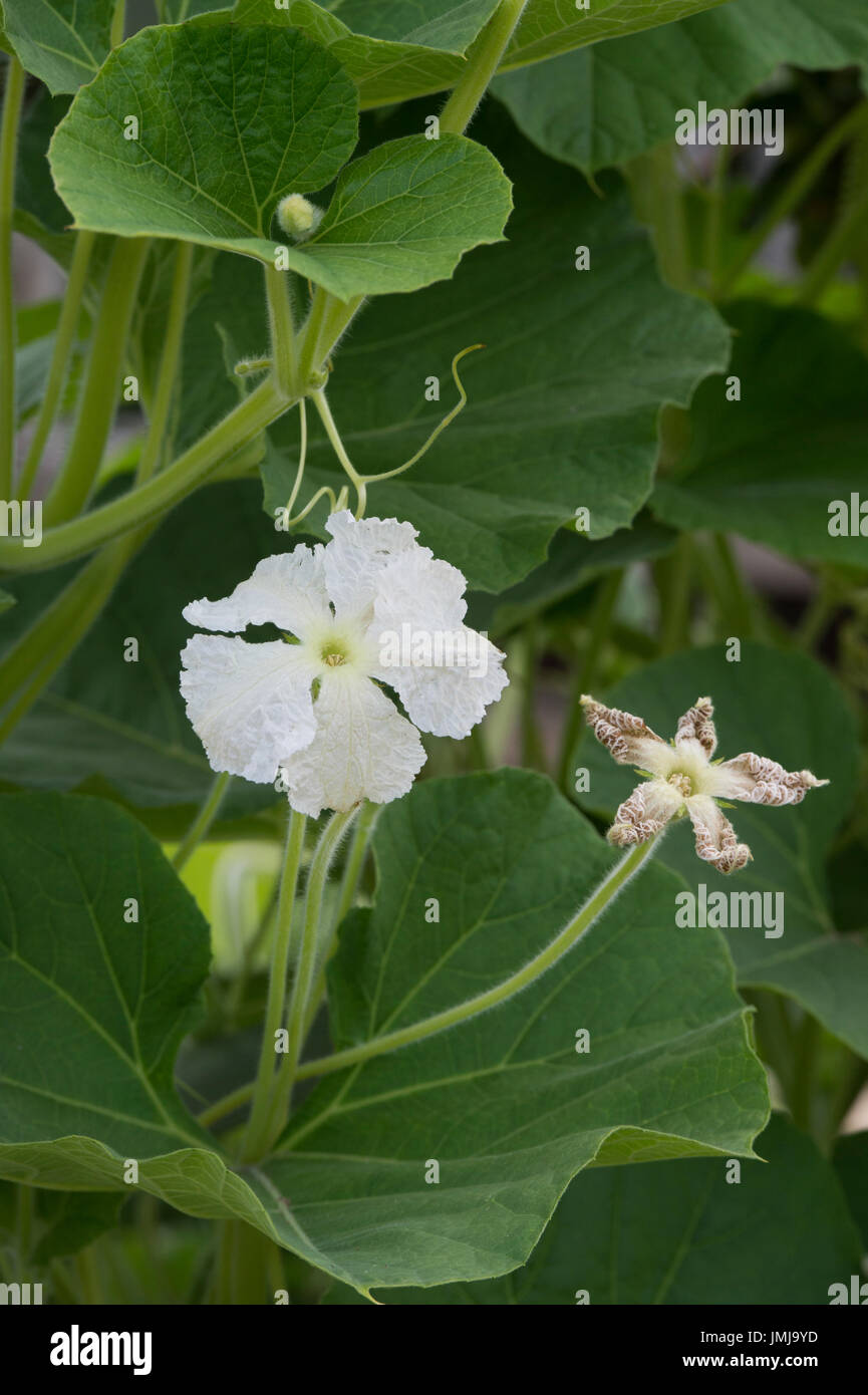 Gourd and flower hires stock photography and images Alamy