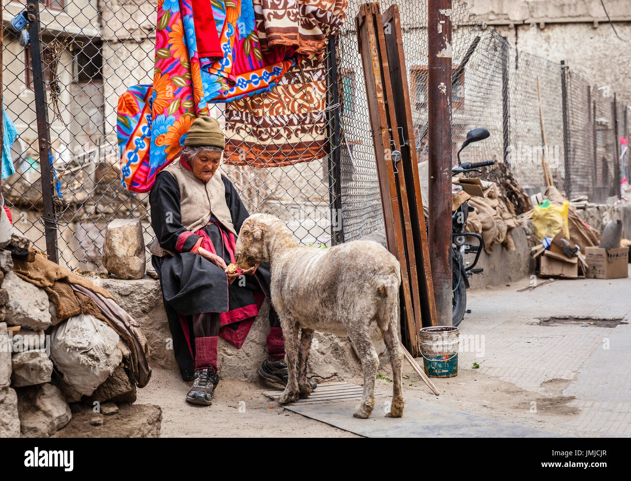 Leh, Ladakh, India, July 12, 2016: elderly woman in feeding a sheep on the street in the city of Leh, Ladakh district of Kashmir, India Stock Photo