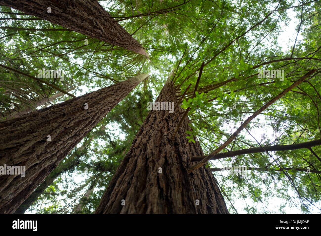 View up the trunks of mature coast redwood trees in Redwoods Regional Park, Oakland, California, May 26, 2017. Stock Photo