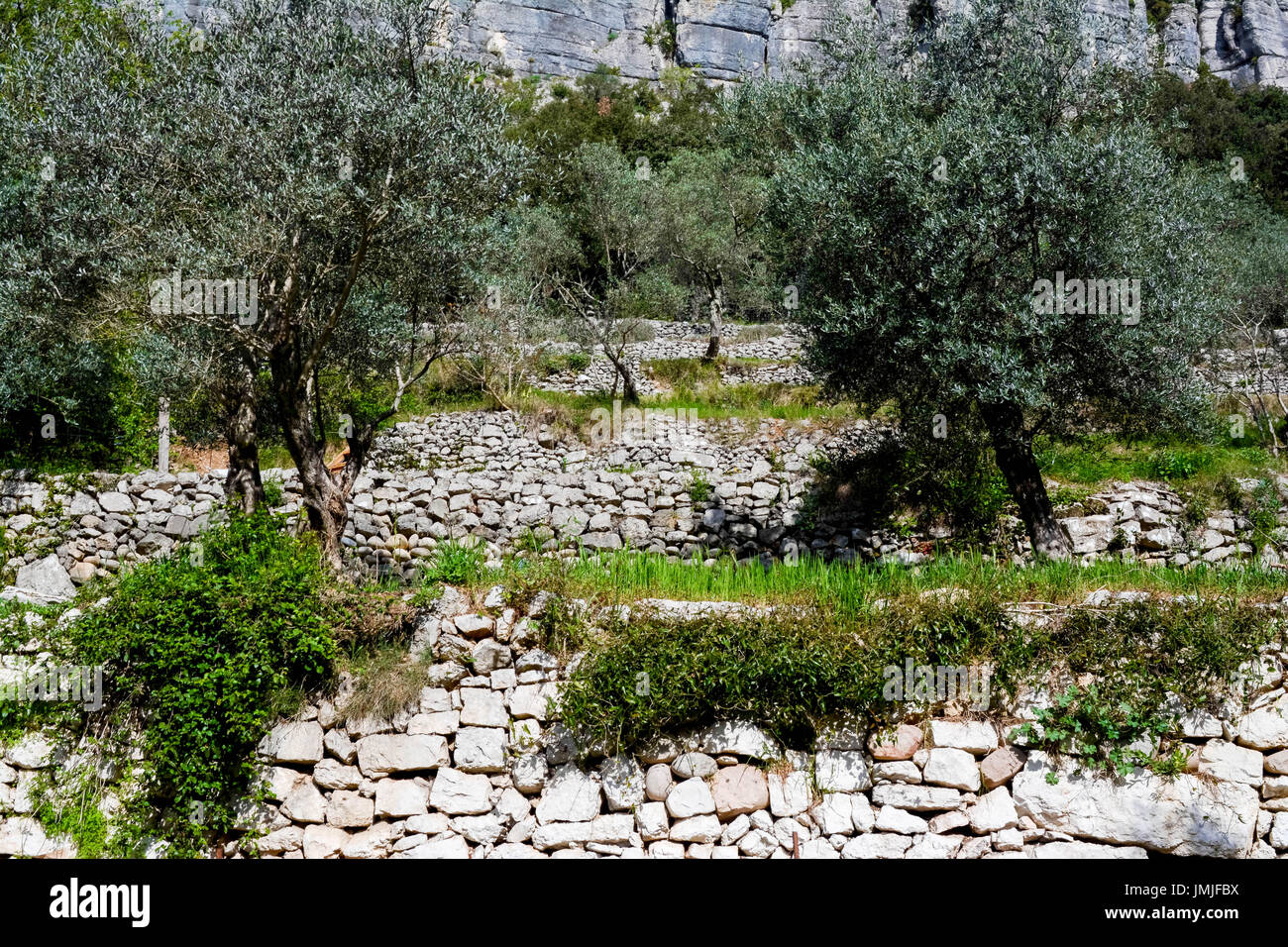 Olive trees on old stone walls in Ardeche Stock Photo - Alamy