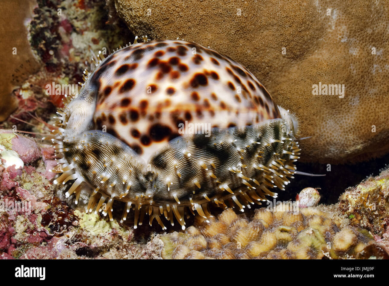 Tiger cowrie - Cypraea tigris Stock Photo - Alamy