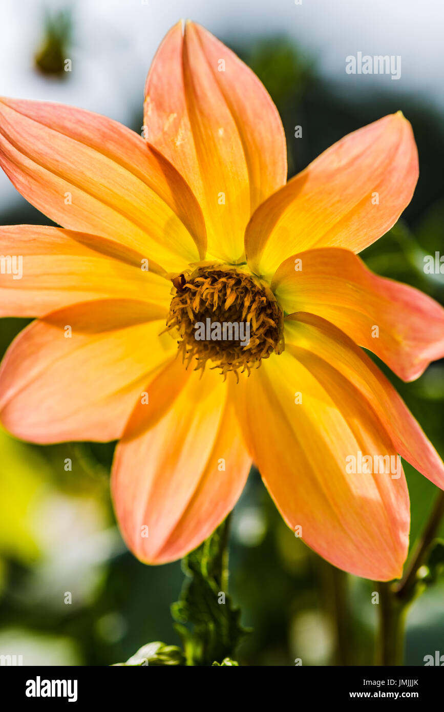 Colorful large Bedding Dahlias Stock Photo Alamy