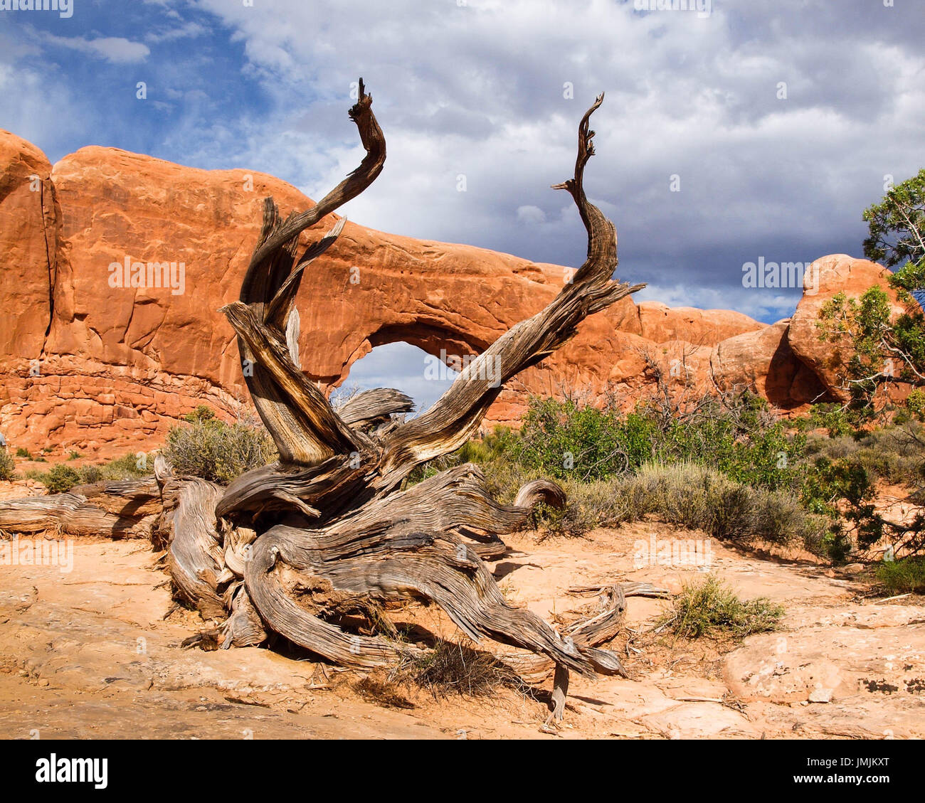 Weathered Desert Tree Framing Red Rock Arch under Storm Clouds Stock Photo
