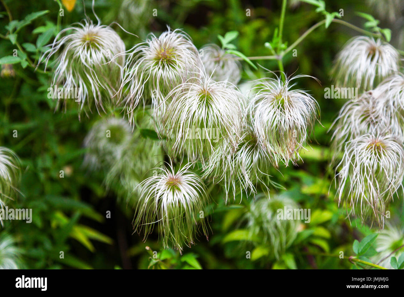 The yellow flowers and fluffy seed heads of Clematis Tangutica 'Bill Mackenzie' Stock Photo