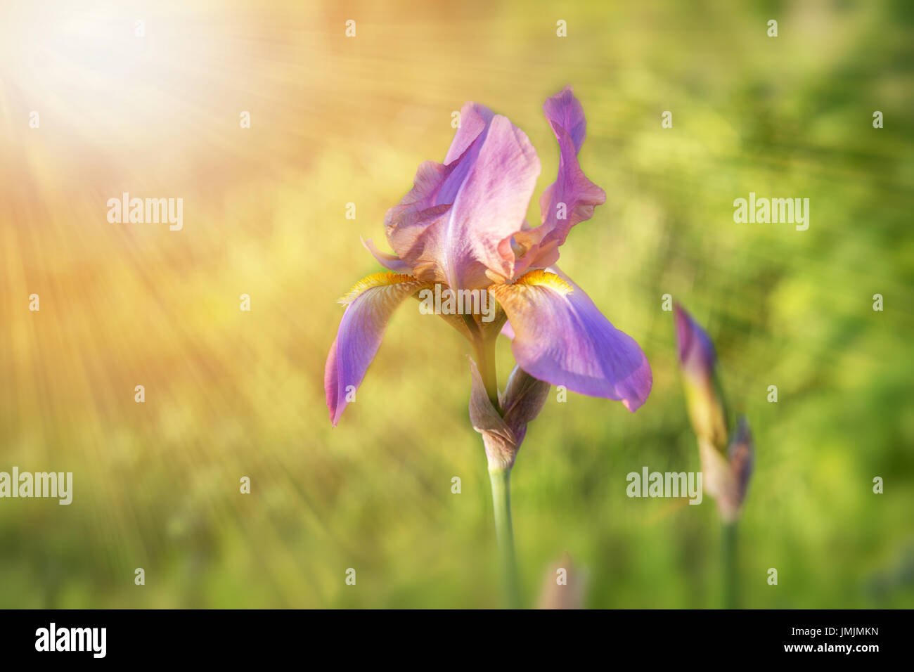 Light violet iris under sunlight at the middle of summer or spring day landscape. Natural view of flower blooming in the garden with green grass as a background. Stock Photo