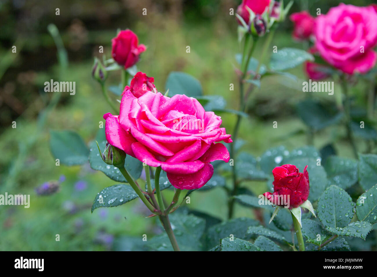 English rose in the summer rain Stock Photo - Alamy
