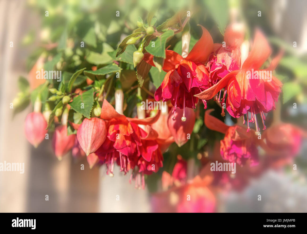 Suspended flower red fuchsia under sunlight.Natural summer background. Soft focus and blurred Stock Photo