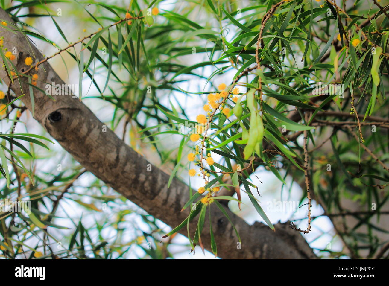 Acacia confusa is a perennial tree native to South-East Asia. Some common names for it are acacia petit feuille, small Philippine acacia, Formosa acac Stock Photo