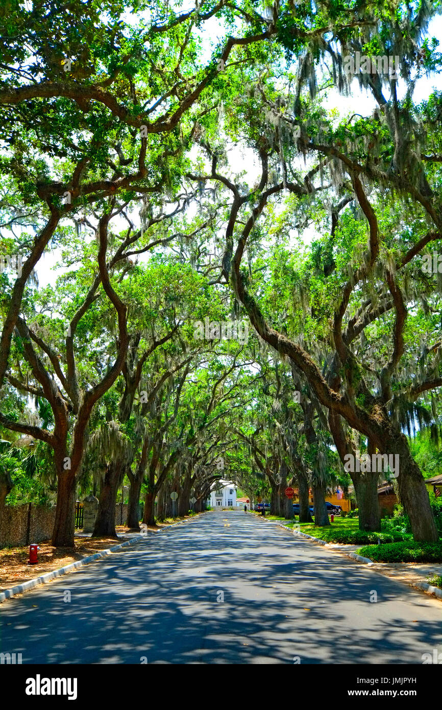 Magnolia Avenue Live Oak Canopy Anastasia Park in Historic St. Augustine Florida the oldest city