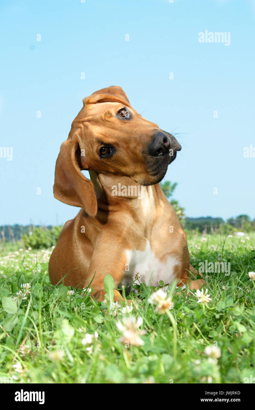 young Rhodesian Ridgeback lying on a meadow Stock Photo