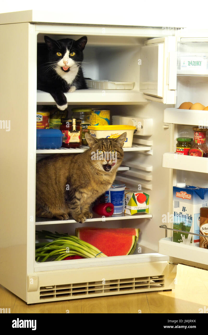 two domestic cats, black tabby, tuxedo, sitting in a fridge Stock Photo