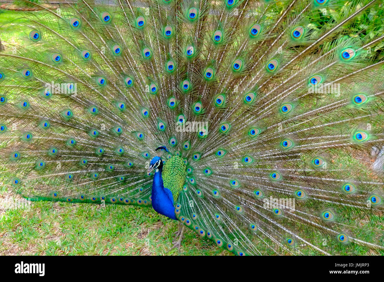 Male peacock displaying showing colorful tail feathers Stock Photo