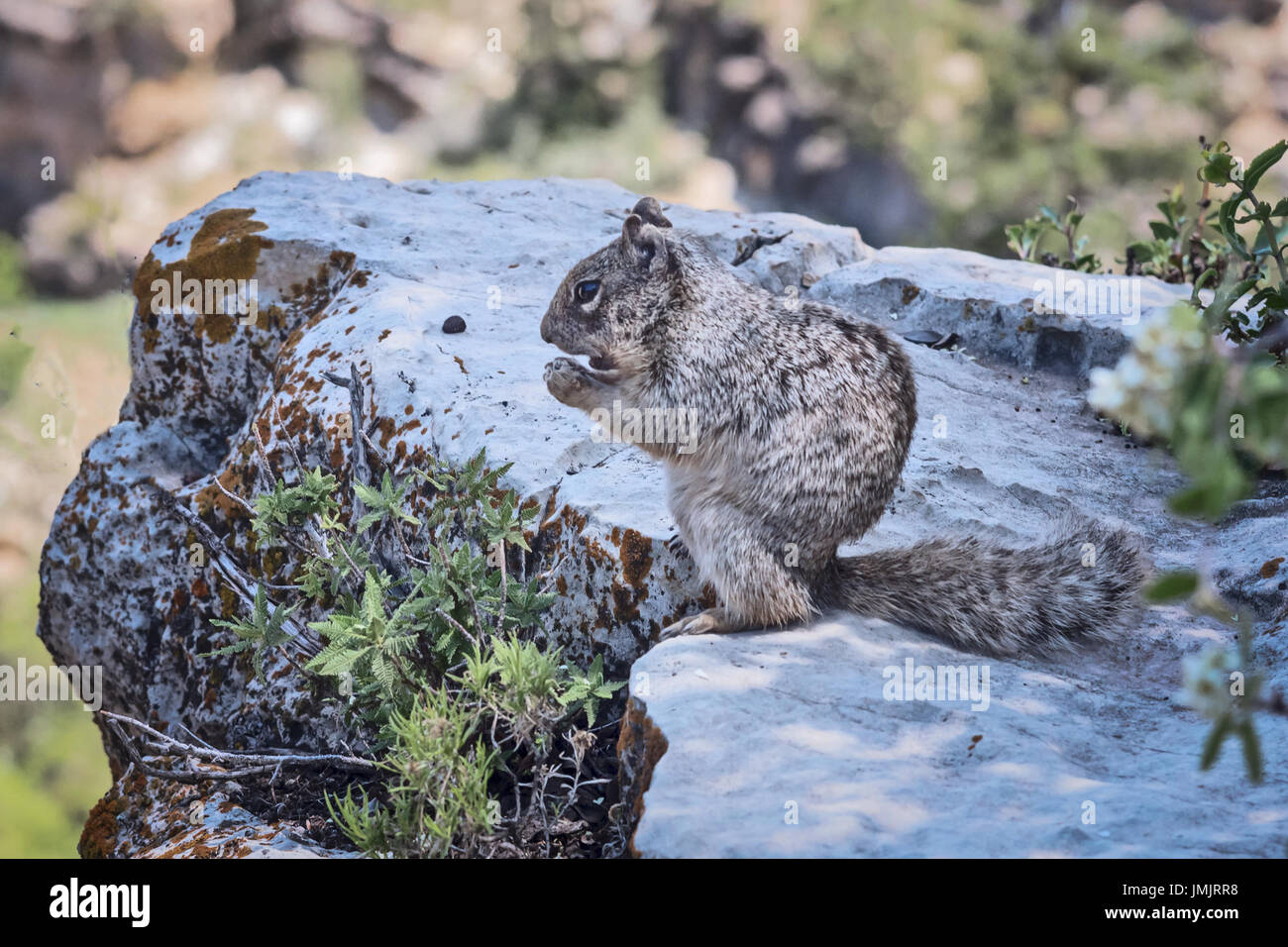 Squirrel Abert (Sciurus aberti),  South Rim,  Grand Canyon. Grand Canyon National Park,   Arizona, USA Stock Photo