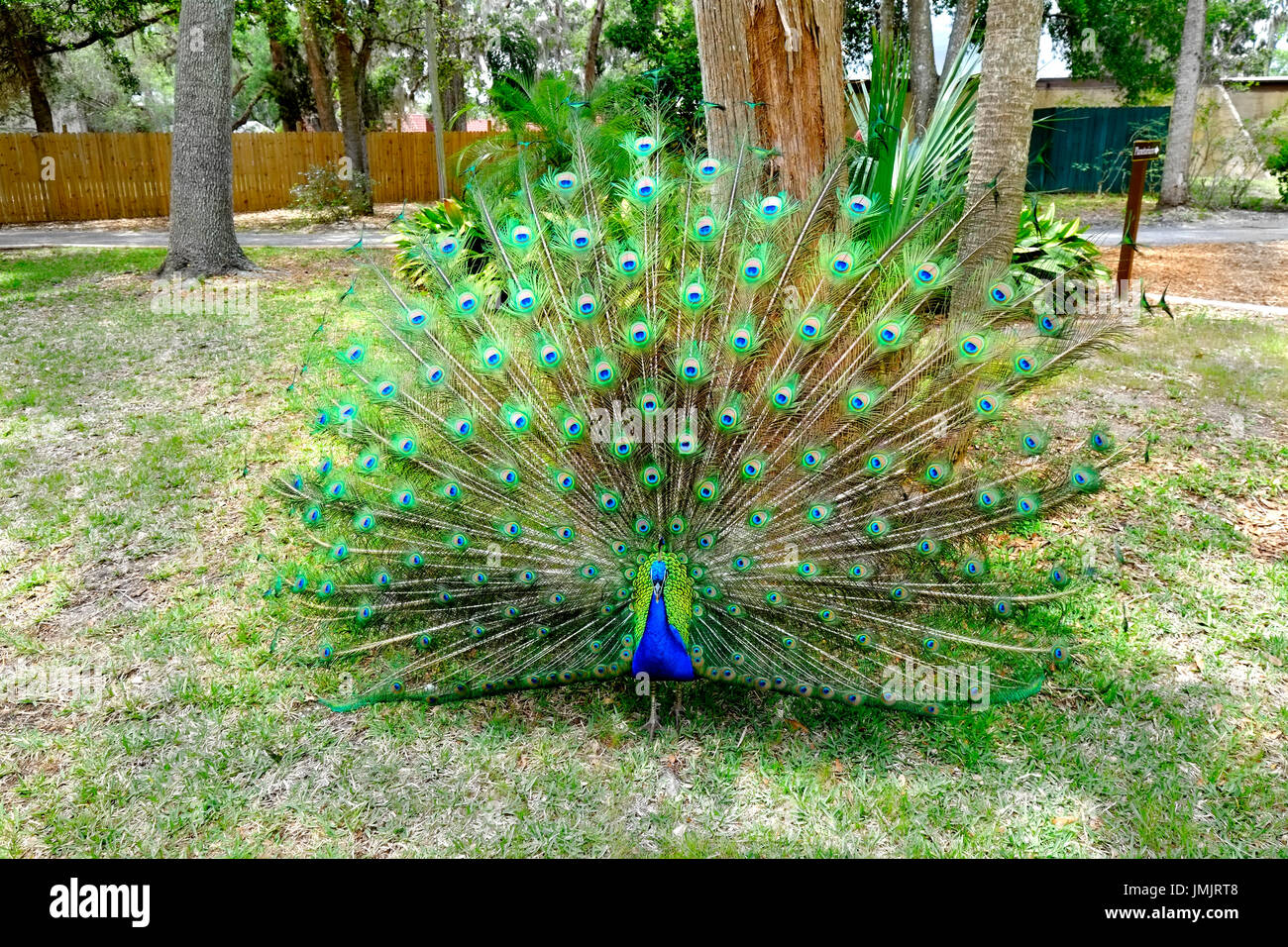 Male peacock displaying showing colorful tail feathers Stock Photo