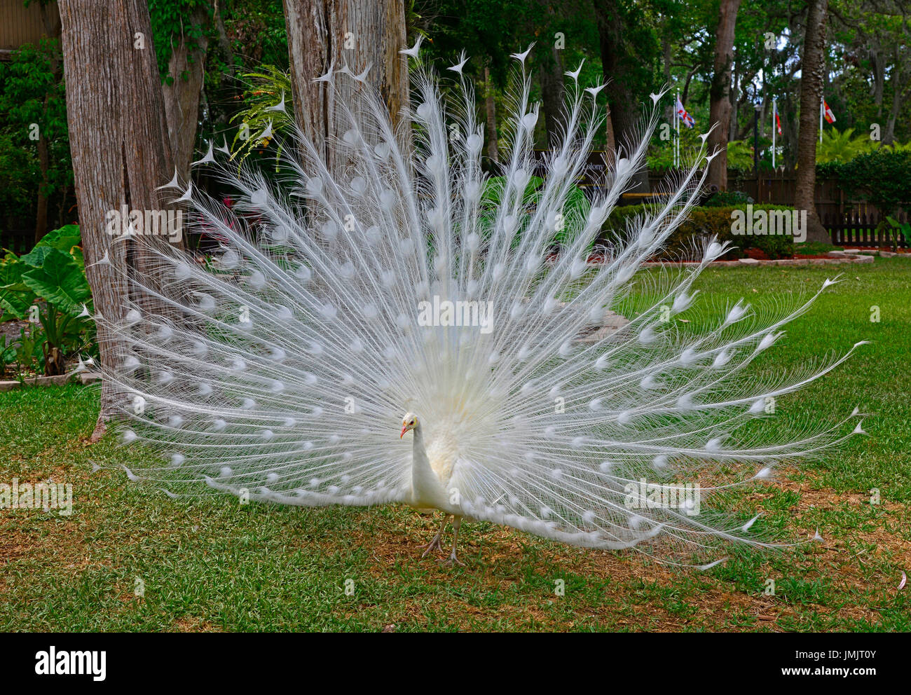 albino white Male peacock displaying showing colorful tail feathers Stock Photo